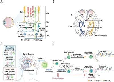 Traversing the epigenetic landscape: DNA methylation from retina to brain in development and disease